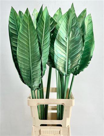 <h4>Strelitzia Blad Painted Green</h4>