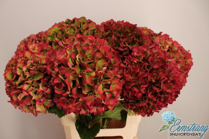 <h4>HYDR M GLOW ALPS CL</h4>