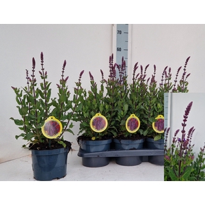 SALVIA NEMOROSA