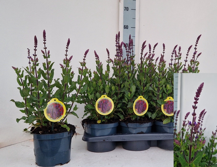 <h4>SALVIA NEMOROSA</h4>