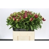 Paeonia Red Charm