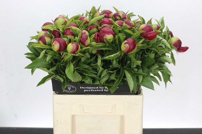<h4>Paeonia Red Charm</h4>