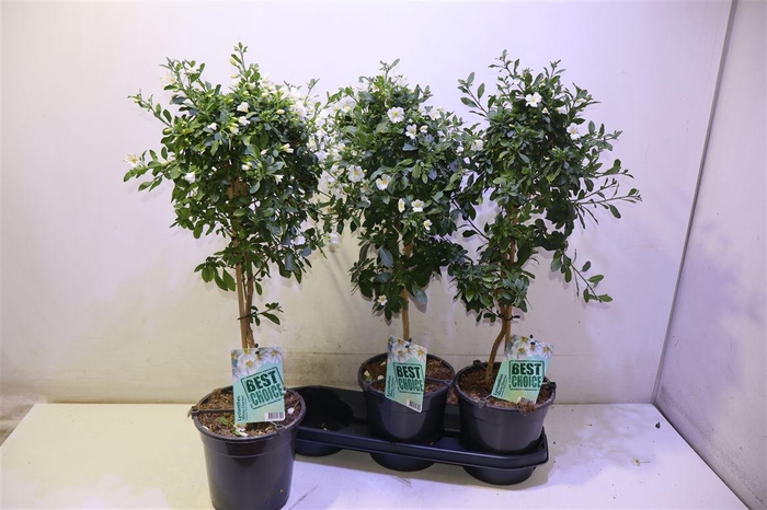 <h4>Solanum Ra Cha White</h4>