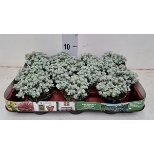 Sedum spathulifolium 'Cape Blanco'