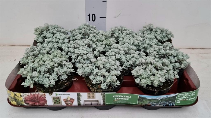 <h4>Sedum spathulifolium 'Cape Blanco'</h4>