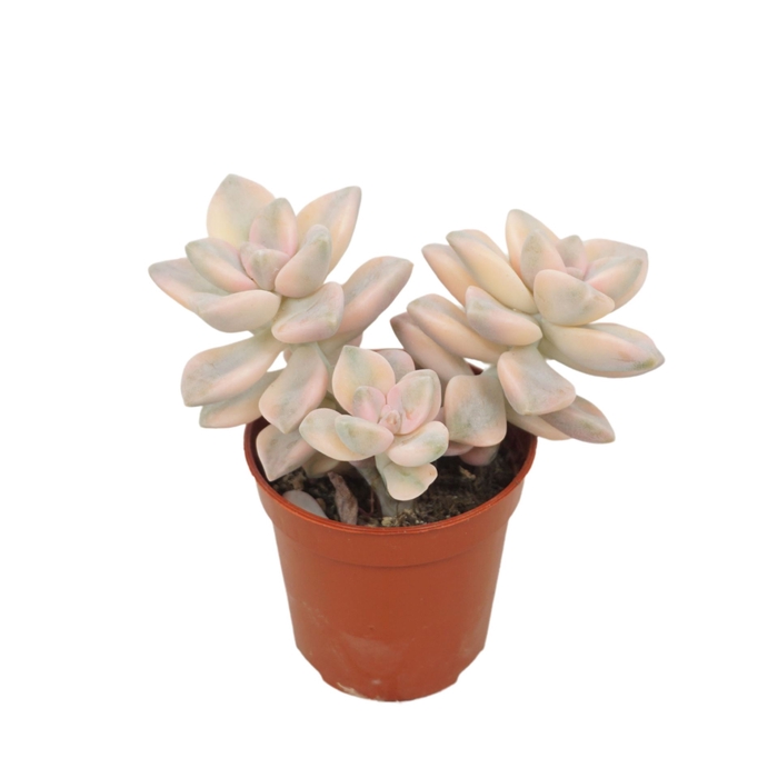 <h4>Echeveria</h4>