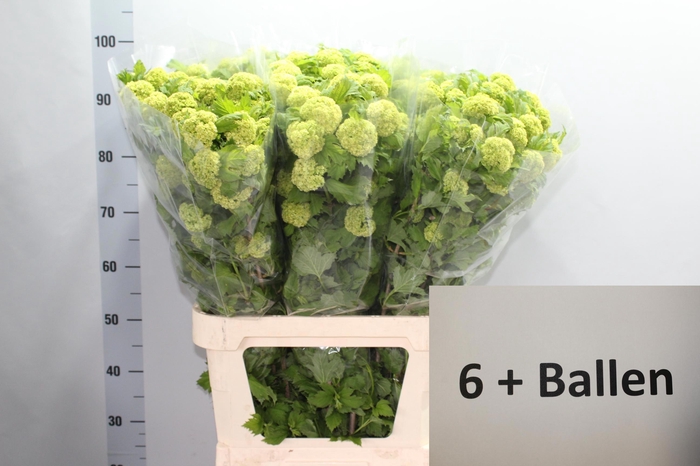 <h4>VIBURNUM ROSEUM ST</h4>