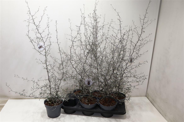 <h4>Corokia Cotoneaster</h4>