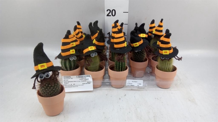 <h4>Cactus   ...mix</h4>