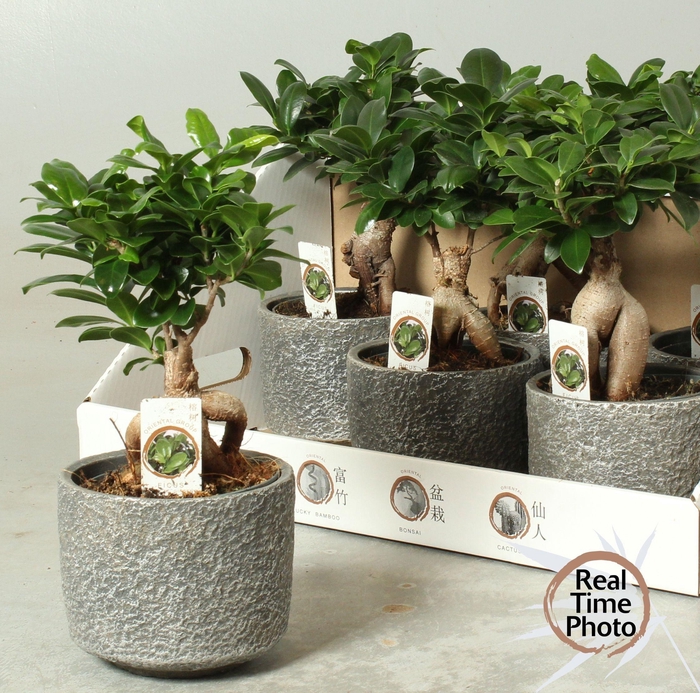 <h4>FIC MI GINSENG</h4>