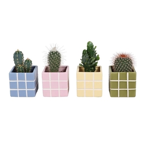 CACTUS MIX P6 L 67583