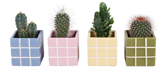 <h4>CACTUS MIX P6 L 67583</h4>