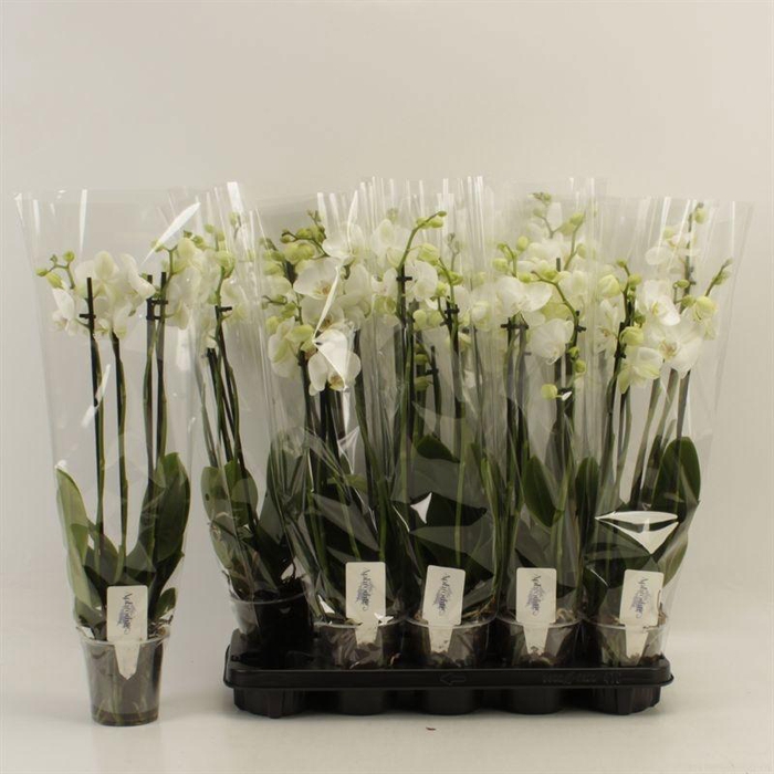 <h4>PHAL OV WIT</h4>