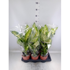 Dieffenbachia  'Mars'