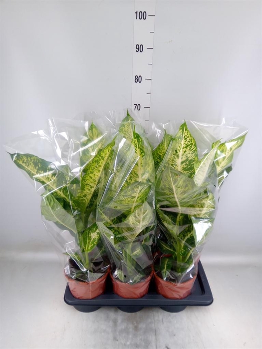 <h4>Dieffenbachia  'Mars'</h4>