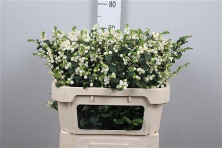 <h4>Sympho Mag Lemon Lime</h4>