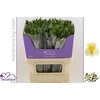 Alstroemeria Gigi Cream | Heavy Quality