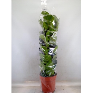 Ficus lyrata 'Bambino'