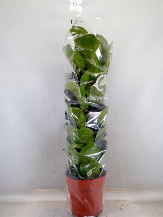 <h4>Ficus lyrata 'Bambino'</h4>