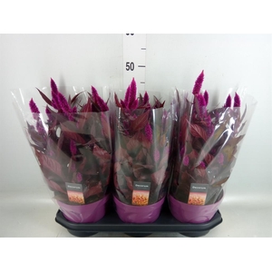 Celosia spic. 'Mystic Shades'