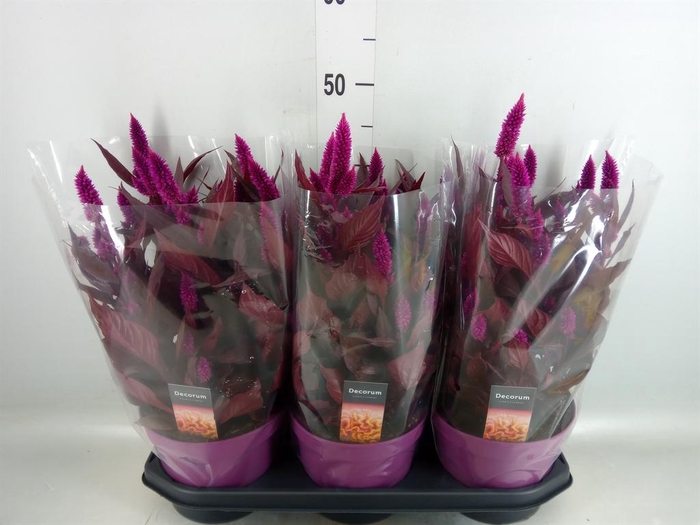 <h4>Celosia spic. 'Mystic Shades'</h4>