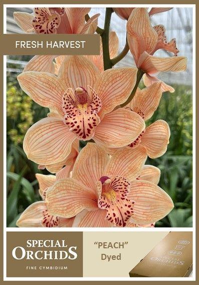 <h4>CYMB Dyed Peach</h4>