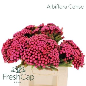 Albiflora Cerise
