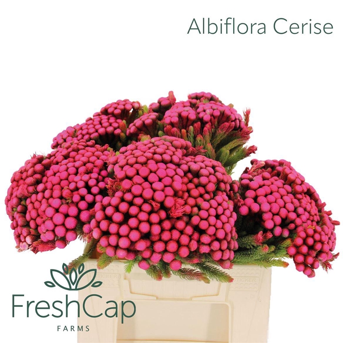 <h4>Albiflora Cerise</h4>
