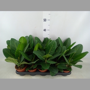 Ficus benghalensis 'Audrey'