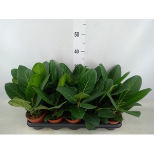 Ficus benghalensis 'Audrey'