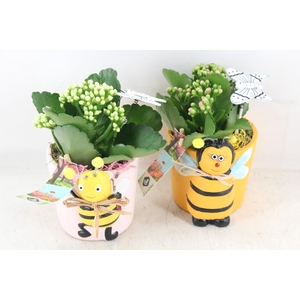 arr2 JS - Ker. bijen pot mix x6