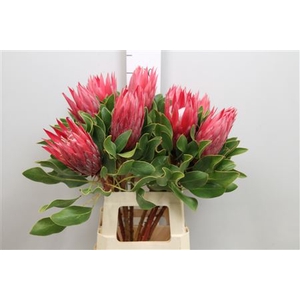 Protea Cynaroides Madiba