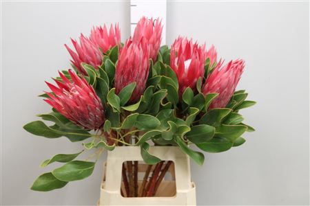 <h4>Protea Cynaroides Madiba</h4>