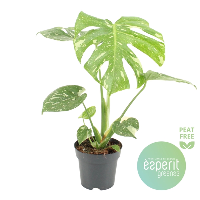 <h4>Monstera Thai Constellation</h4>