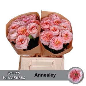 R GR ANNESLEY!