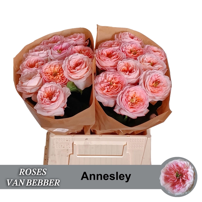 <h4>R GR ANNESLEY!</h4>