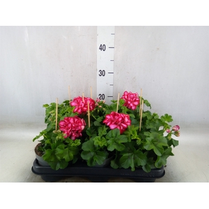 Pelargonium pelt.   ...