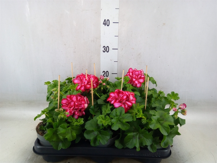 <h4>Pelargonium pelt.   ...</h4>
