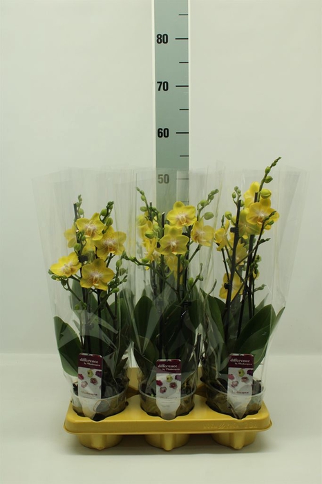 <h4>Phalaenopsis   ...</h4>