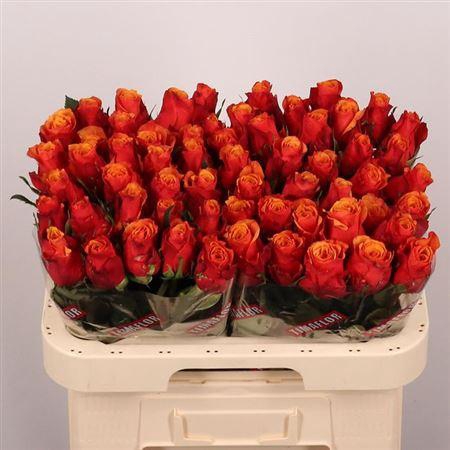 <h4>R Gr Espana</h4>