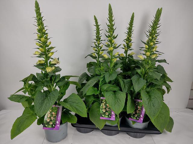 <h4>DIGI PURPUREA</h4>