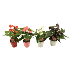 Anthurium Flamingomix 9cm deluxe met keramieken pot