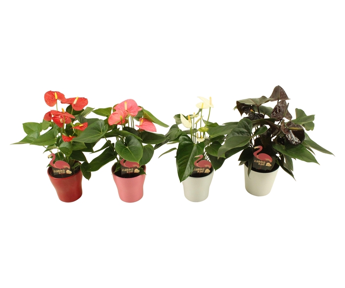<h4>Anthurium Flamingomix 9cm deluxe met keramieken pot</h4>