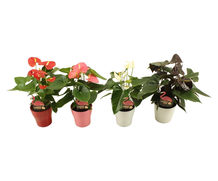 <h4>Anthurium Flamingomix 9cm deluxe met keramieken pot</h4>