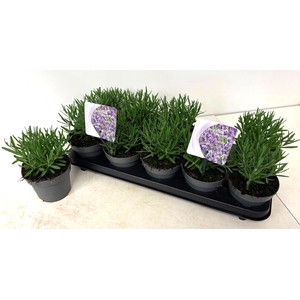 LAVAN AN ESSENCE PUR