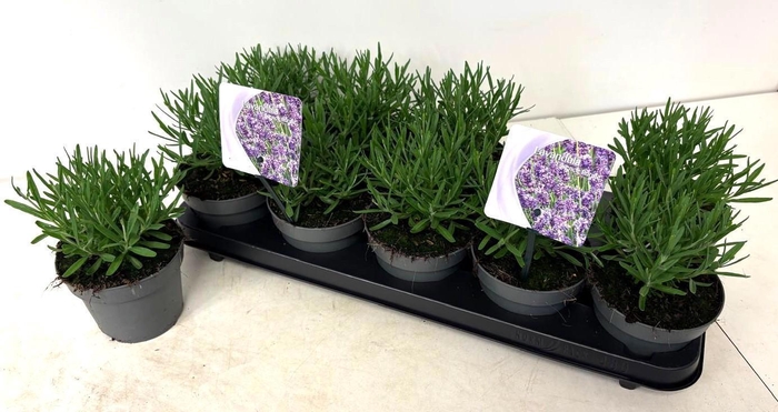 <h4>LAVAN AN ESSENCE PUR</h4>