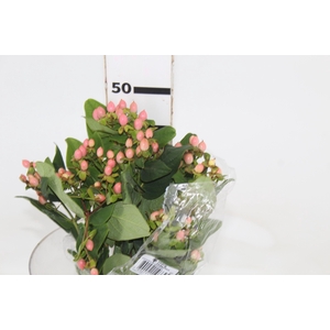 HYPERICUM 050 CM ROSA