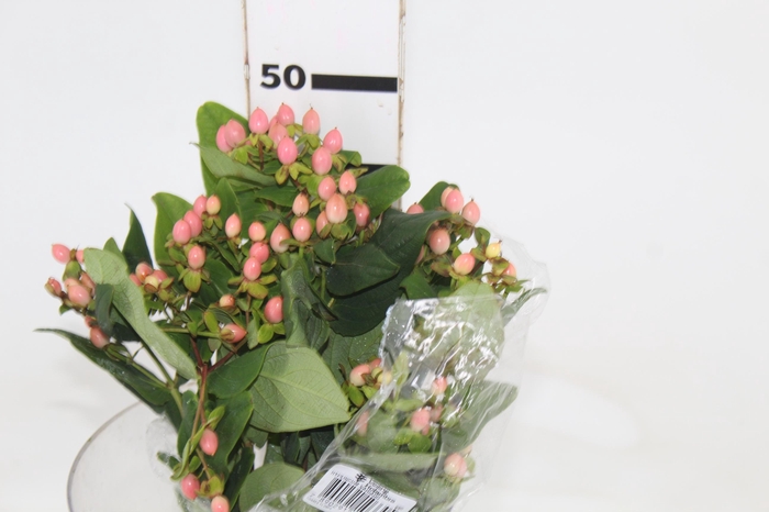 <h4>HYPERICUM 050 CM ROSA</h4>