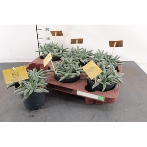 Crassula 10.5 Cm. P. Tenelii