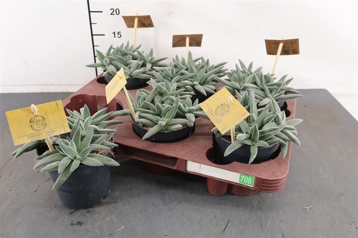 <h4>Crassula 10.5 Cm. P. Tenelii</h4>